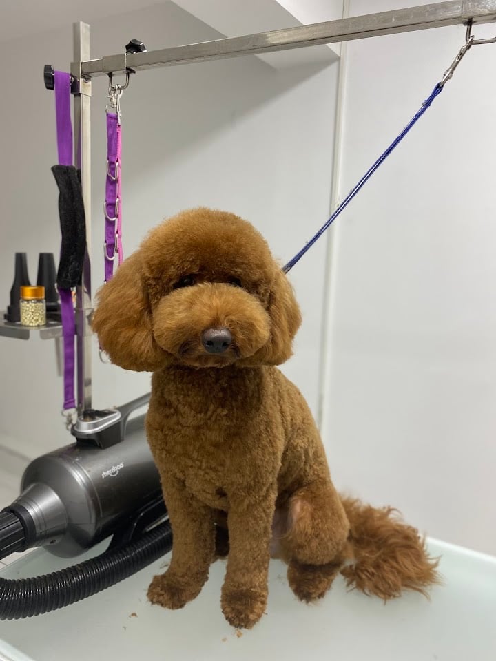 Zeynep’s Pet Grooming Salon/Pet Kuaför