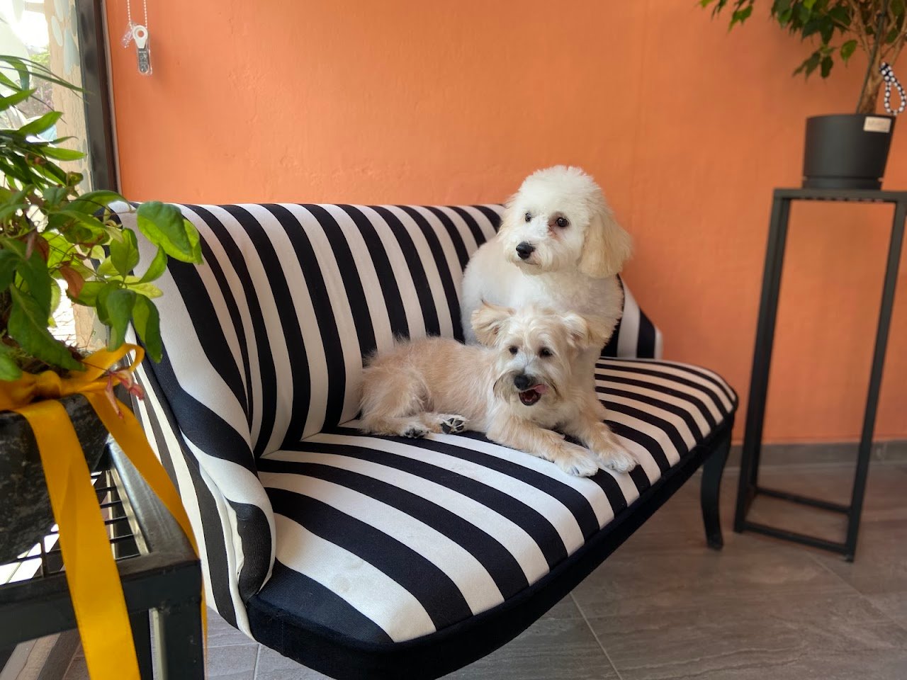 Pet Artist Pamir Alkan