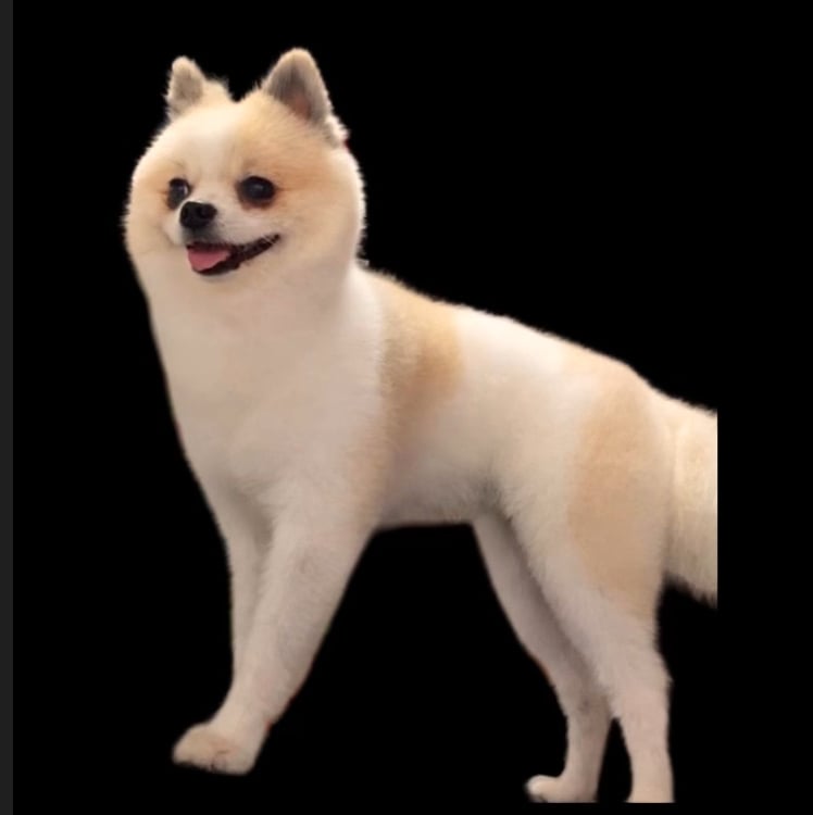 Alpati Pet Grooming