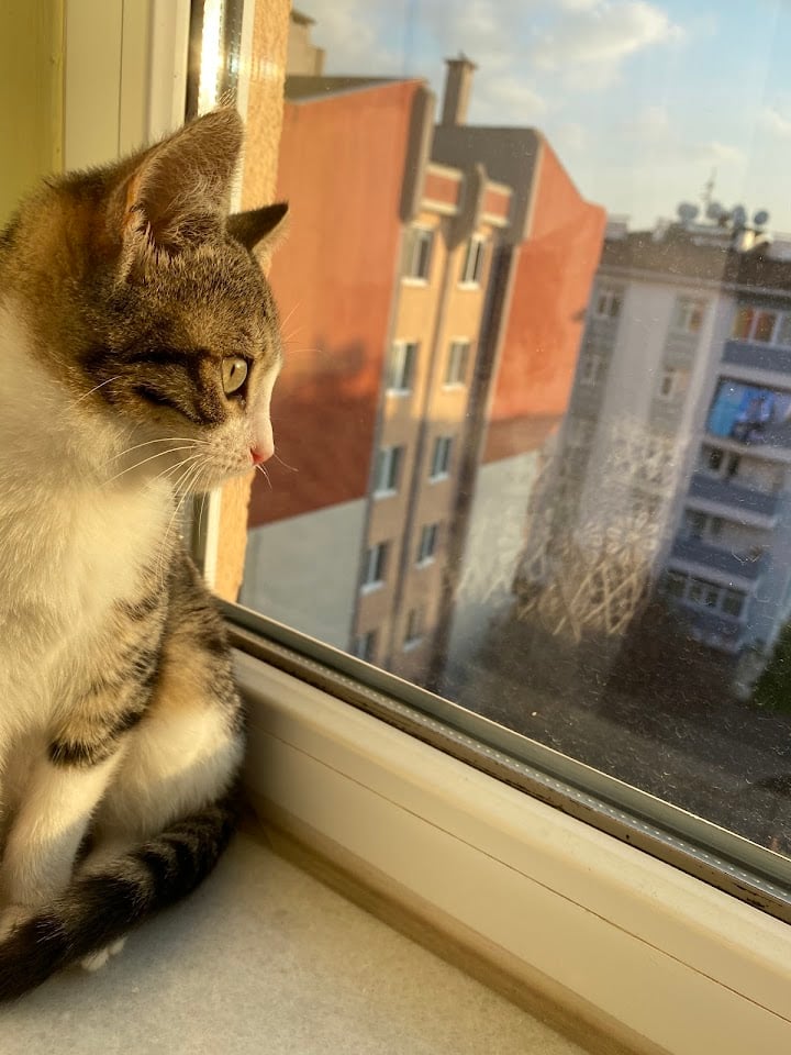 Greenpet Veteriner Kliniği