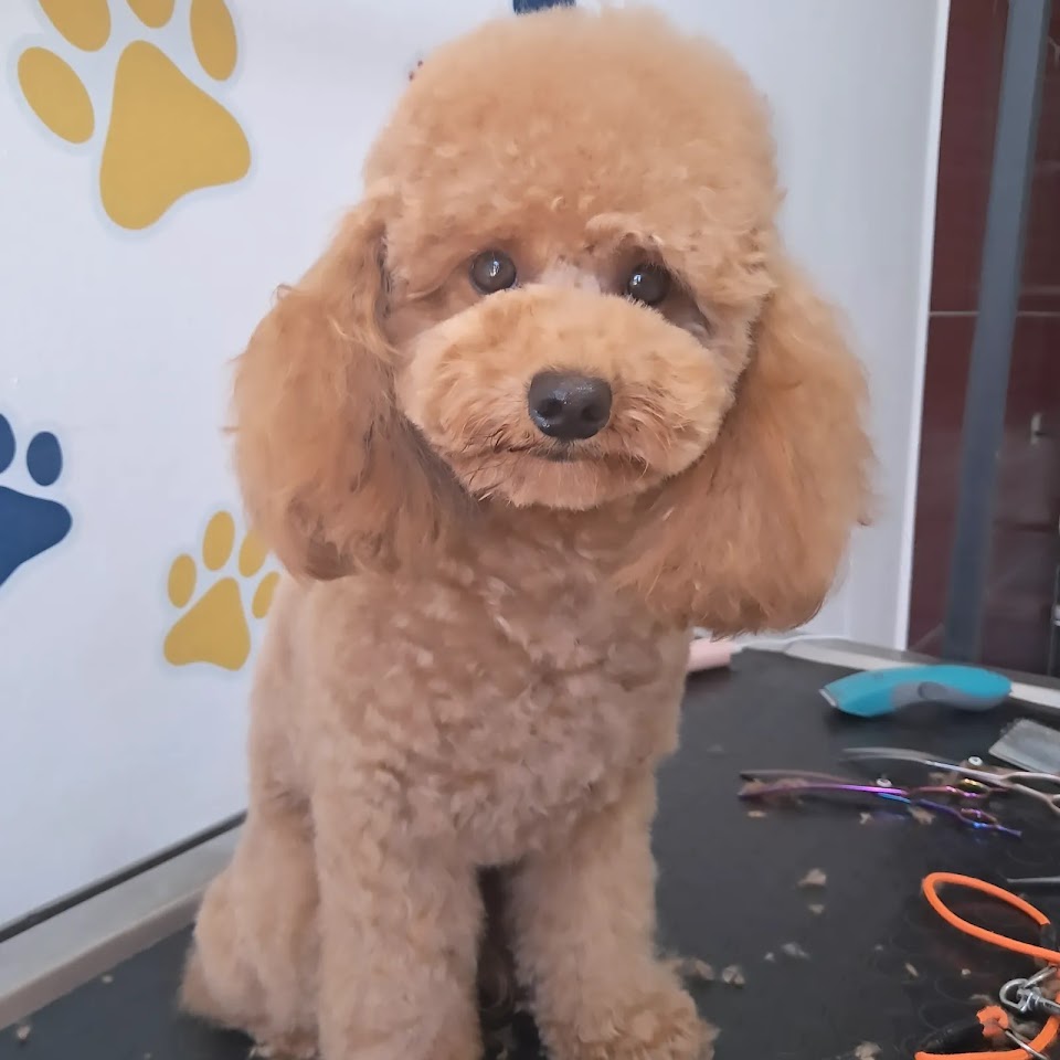 Noa Pet Kuaför
