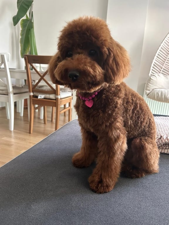 FlyPups Pet Kuaför & Butik