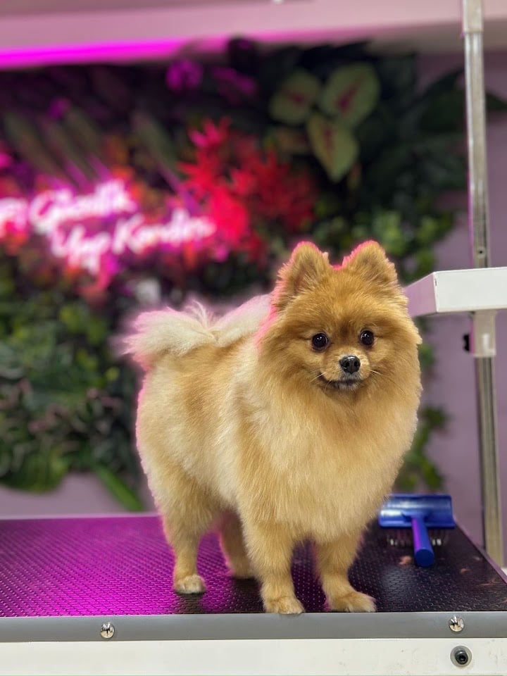 Patiho Pet Grooming&Pet shop