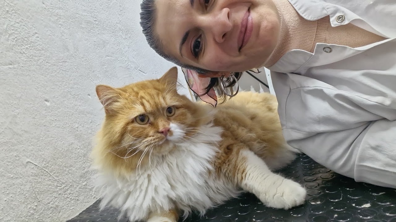aslihanne pet kuaför