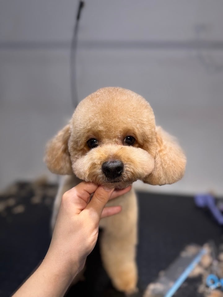 Minipaws Pet Kuaför
