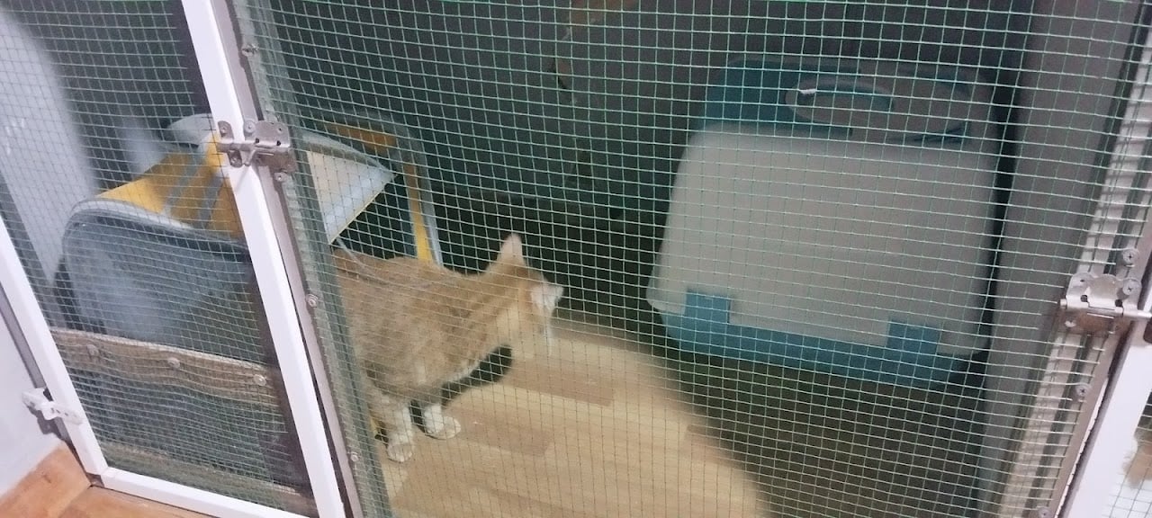 CAN&CAT İstanbul/Pendik kedi /köpek bakım hiz.pansiyonu/oteli ve kuaför hizmetleri(İSTANBUL/PENDİK)