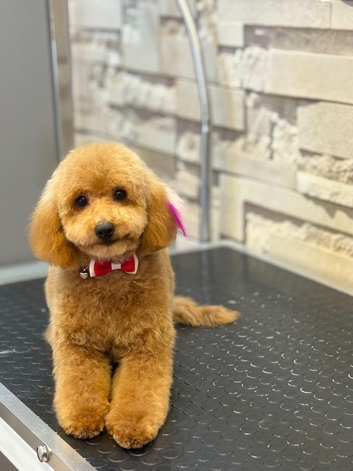 Bornova Pet Grooming Çağlar Aydın