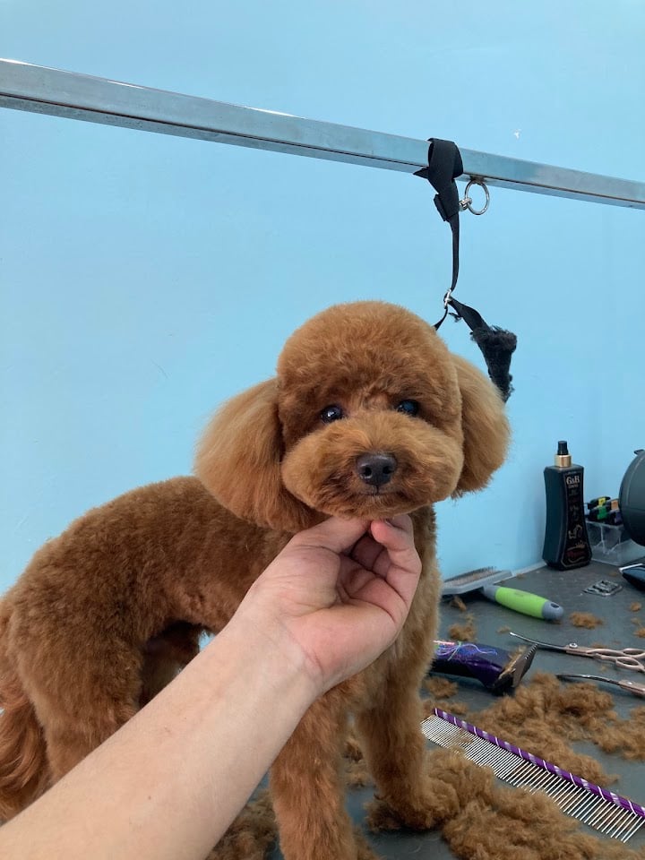 Saya Pet Kuaför