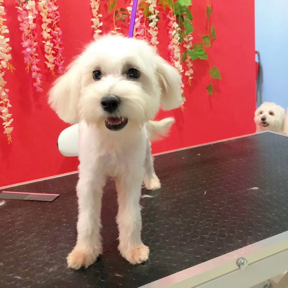 Zuzu Pet Kuaför - Diyarbakır Pet Kuaför