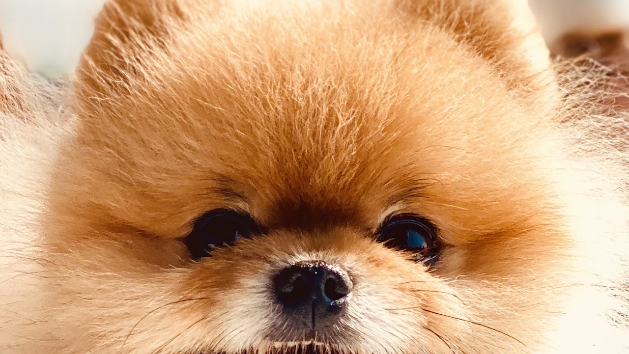 Tapati pet stylist