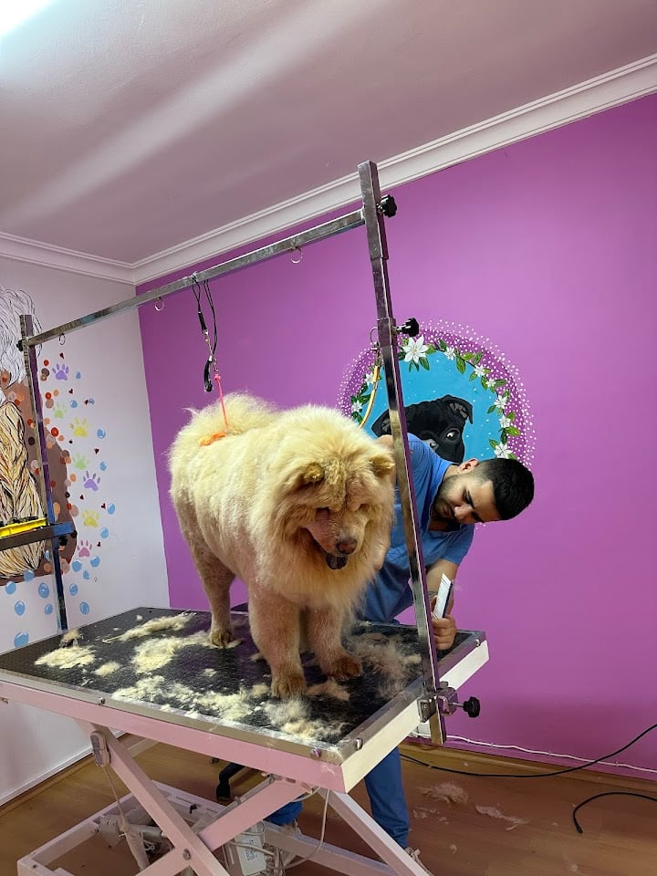 Çayyolu Pet Grooming