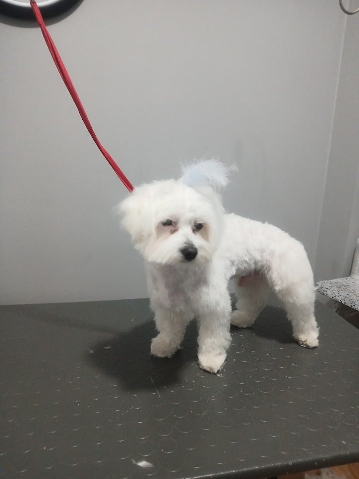 Kokina pet kuafor