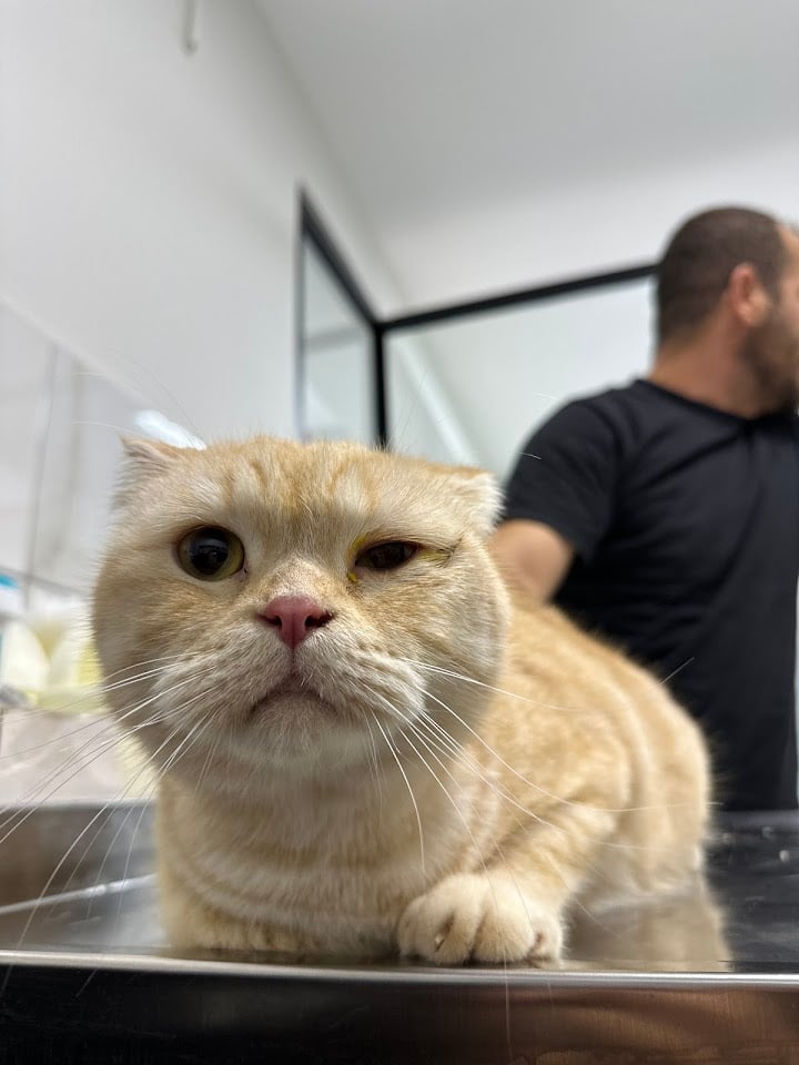 Şirinyalı Veteriner Kliniği ( 7/24 Nöbetçi Acil Veteriner Kliniği )