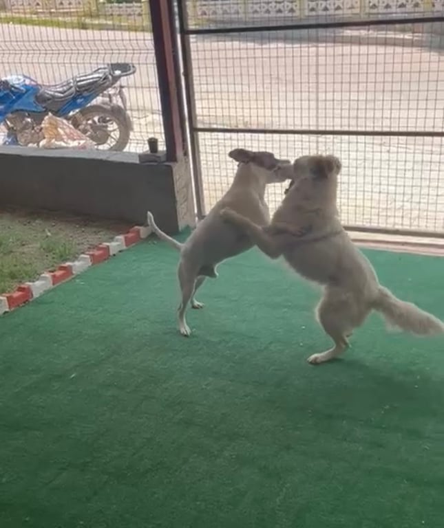 ISPARTA MİLA PET OTEL- PET KUAFÖR