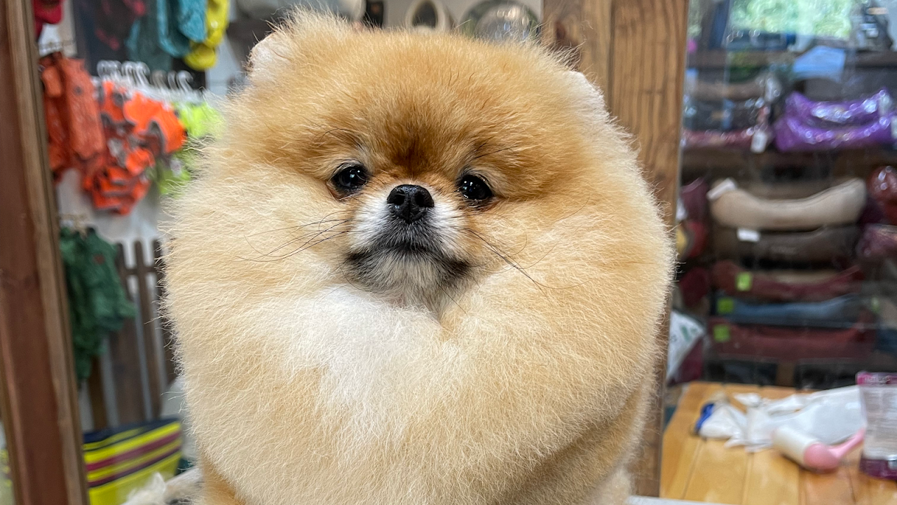Hamit petkuaför / pet grooming