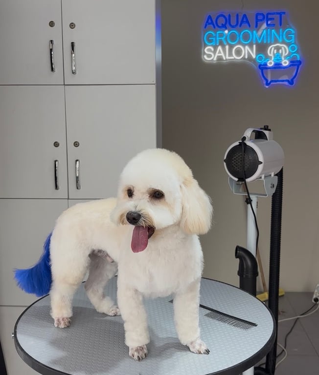 AquaPet | Tuzla Profesyonel Pet Kuaför Hizmetleri