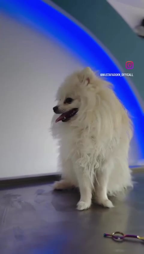 Mustafa Demir Pet Kuaför (Pet Groming)
