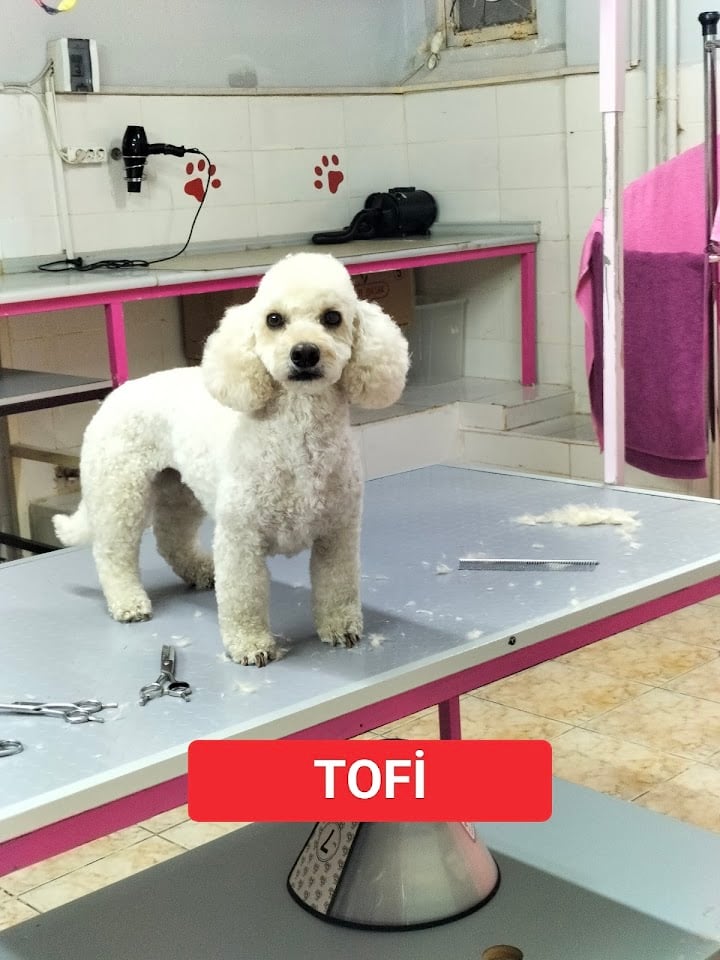 Paşam Petstore-Pet Kuaför-Kedi Oteli