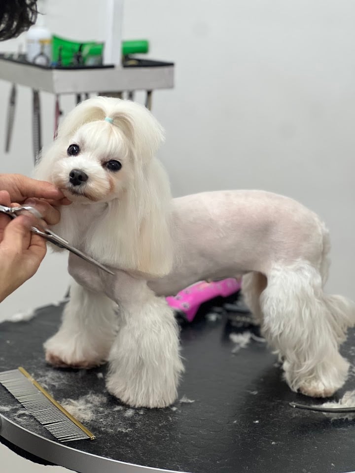 Traşhane Beşiktaş Pet Kuaför