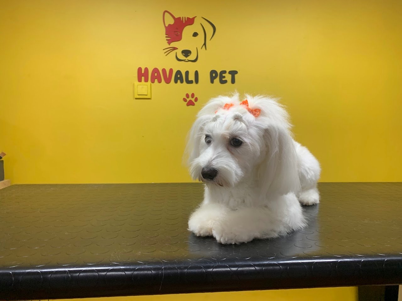 Havalı Pet Kuaför & Shop