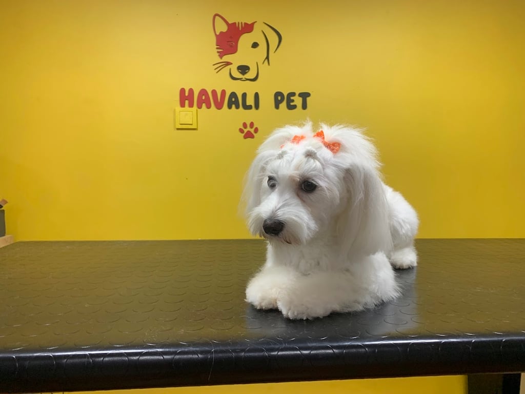 Havalı Pet Kuaför & Shop