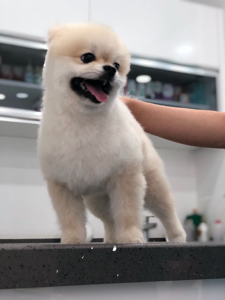 Yenibosna Pet Kuaför