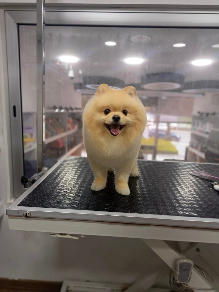 Pet kuaför AVM