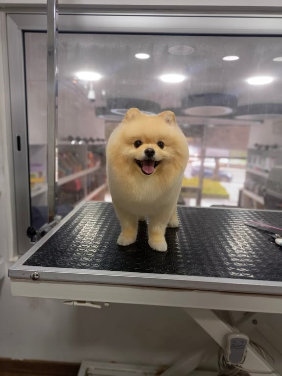 Pet kuaför AVM