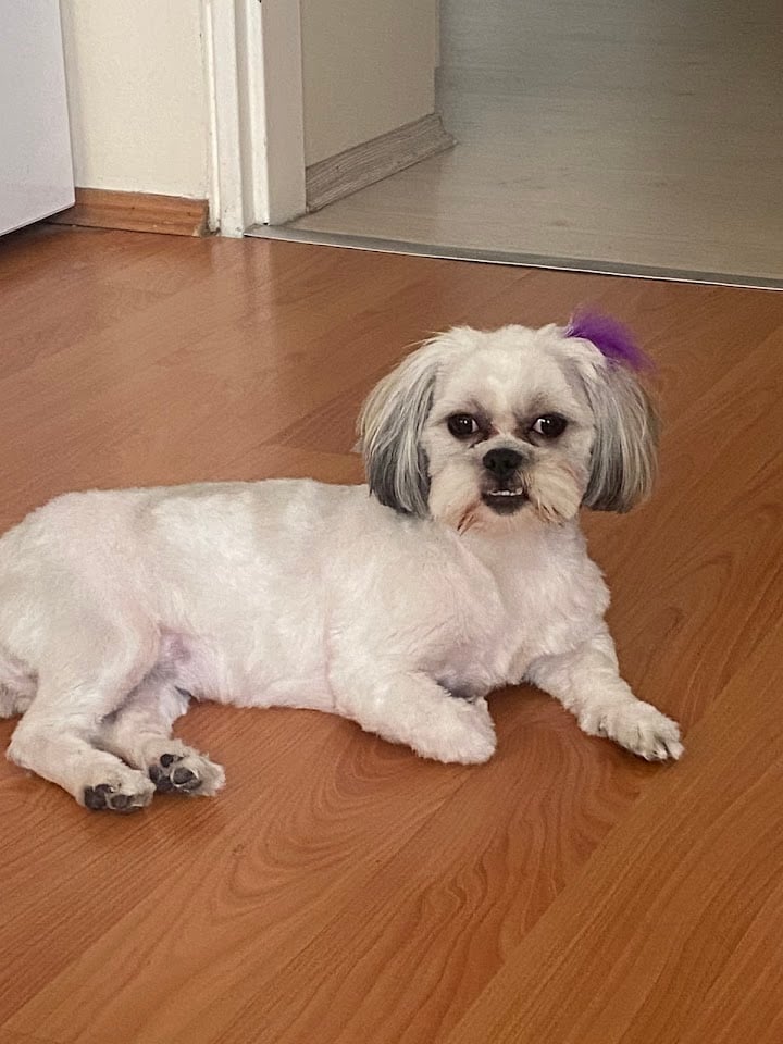 Arota Pet Kuaför