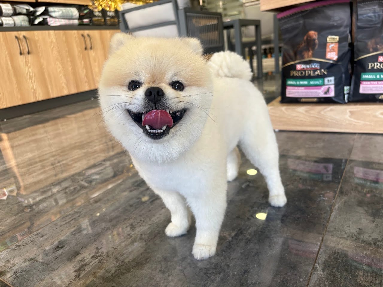 Alya Pet