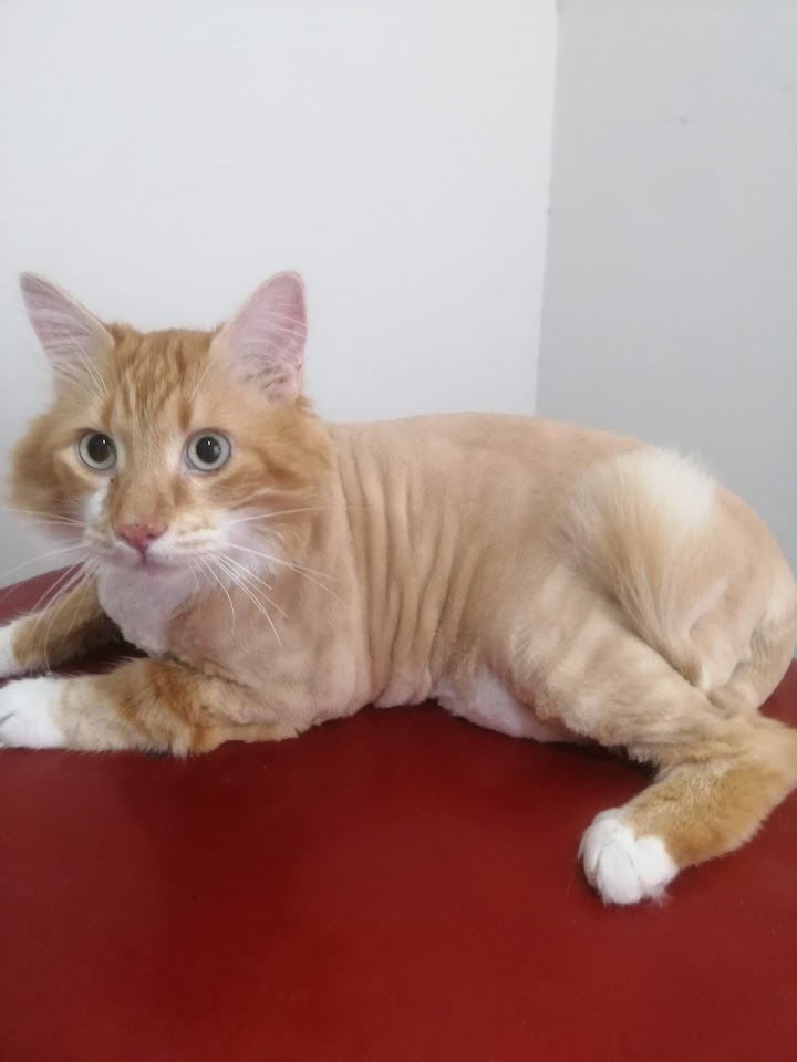 alsancak pet house