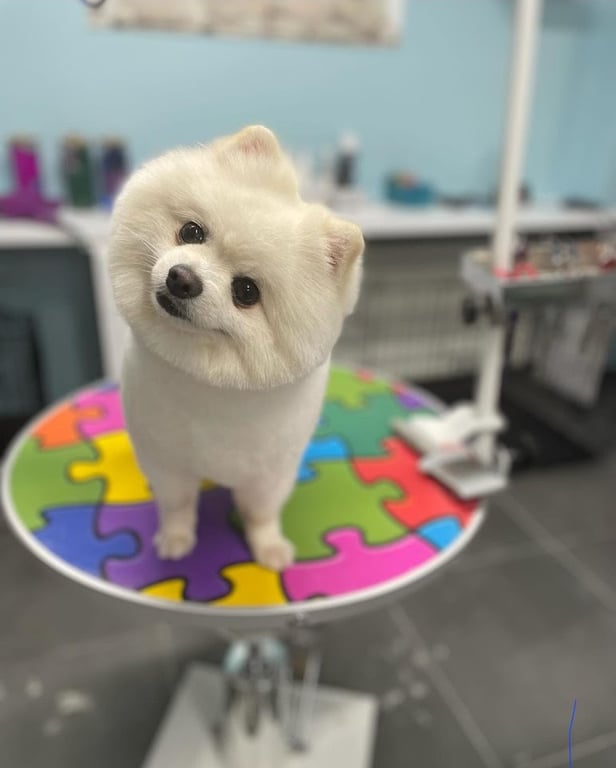 Pet Kuaför & Shop