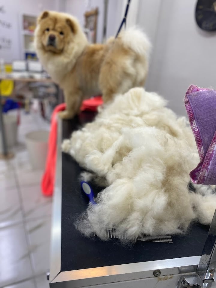 Vivi Pet Kuaför