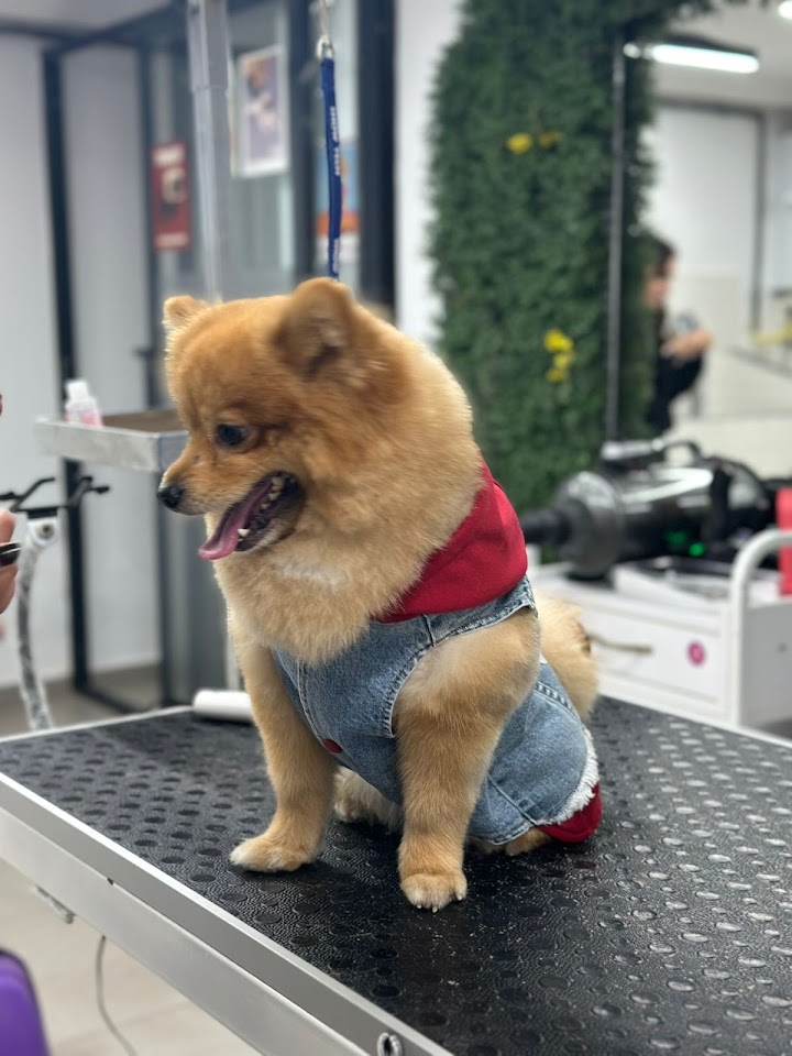 Beşiktaş Pet Kuaför