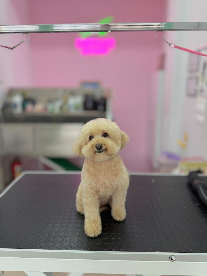 Kaymak Pet Kuaför Üsküdar