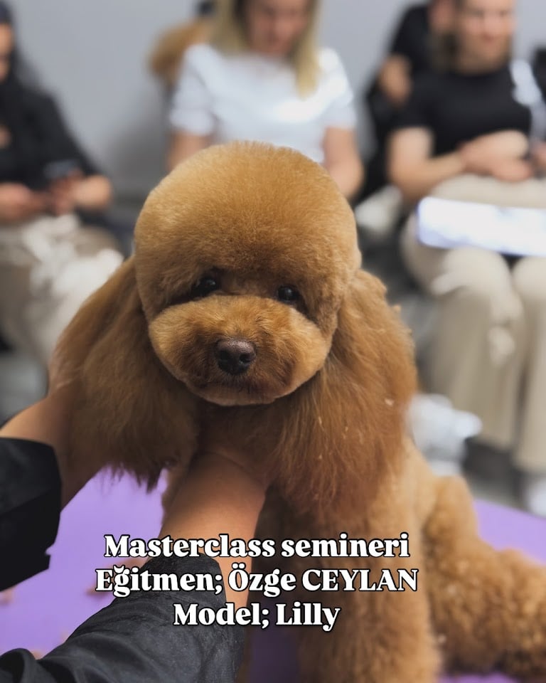 INFINITY / Pet Kuaför ve Pet Kuaför Eğitim Merkezi