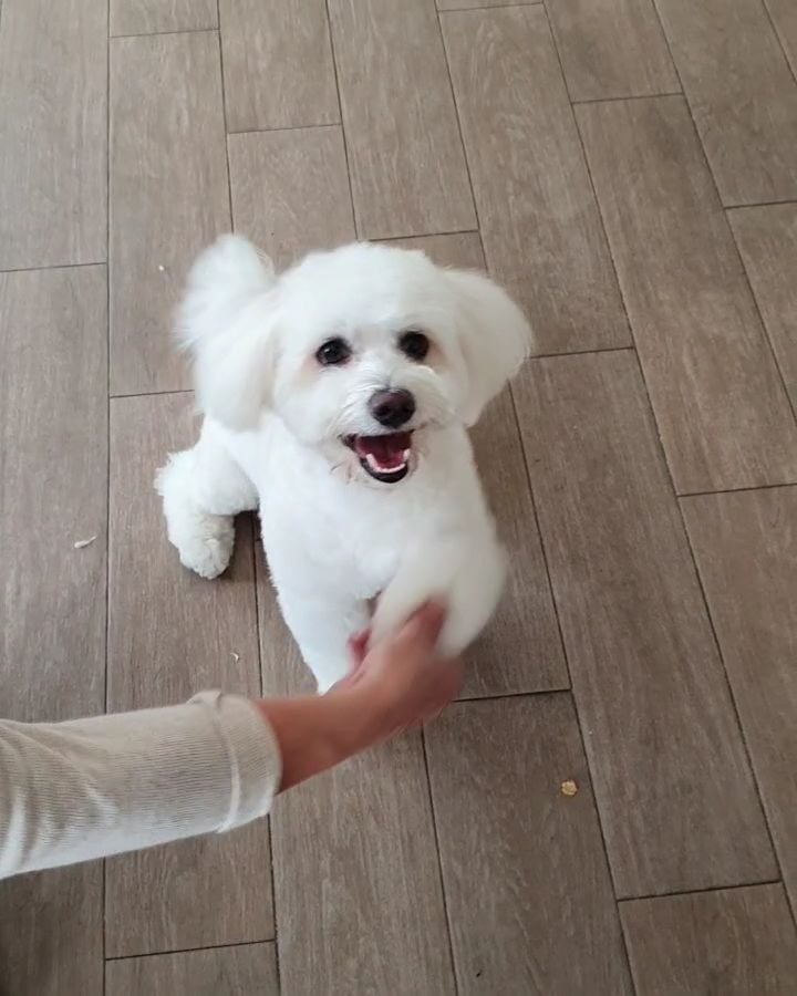 Coco Pet Boutique & Spa