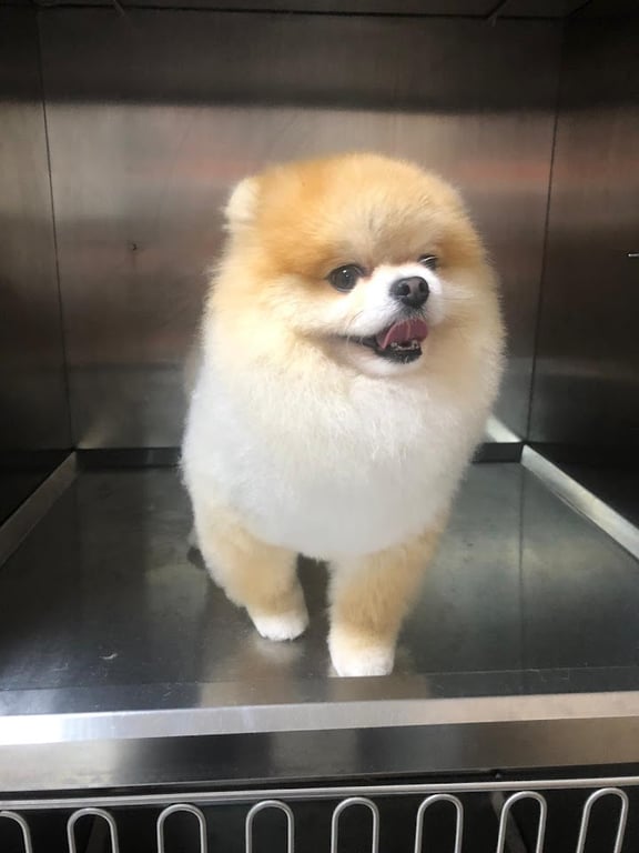 Trend Pet Kuaför ( Kedi - Köpek Kuaförü )