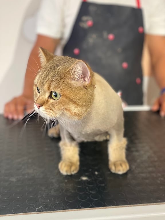 PAWS PET SALON