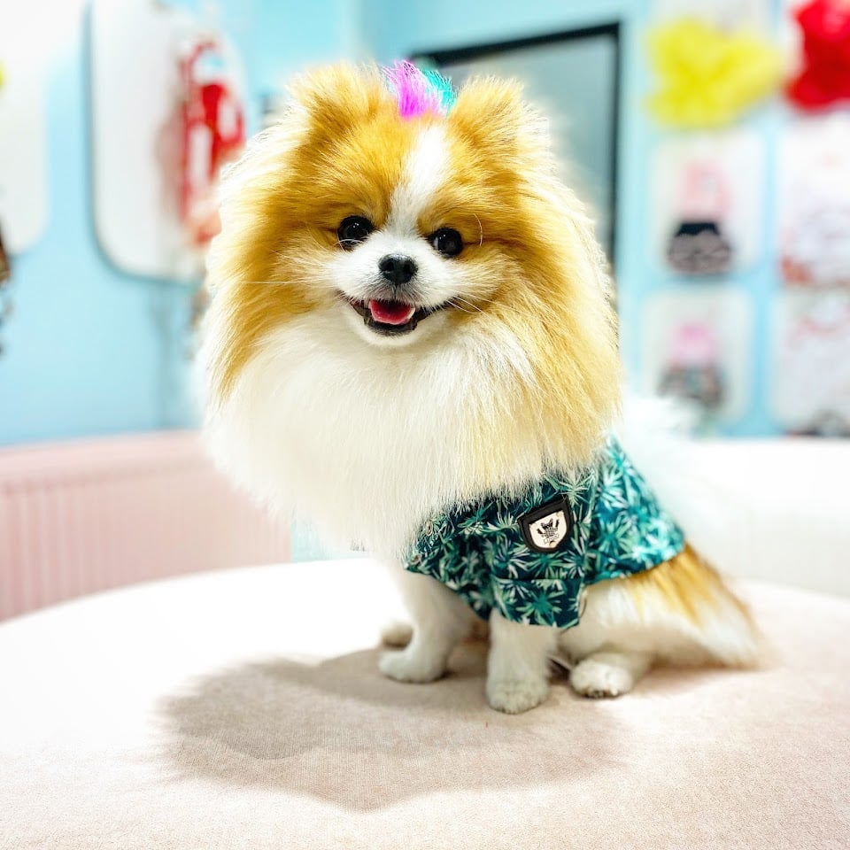 Poupee Paws Pet Kuaför & Butik