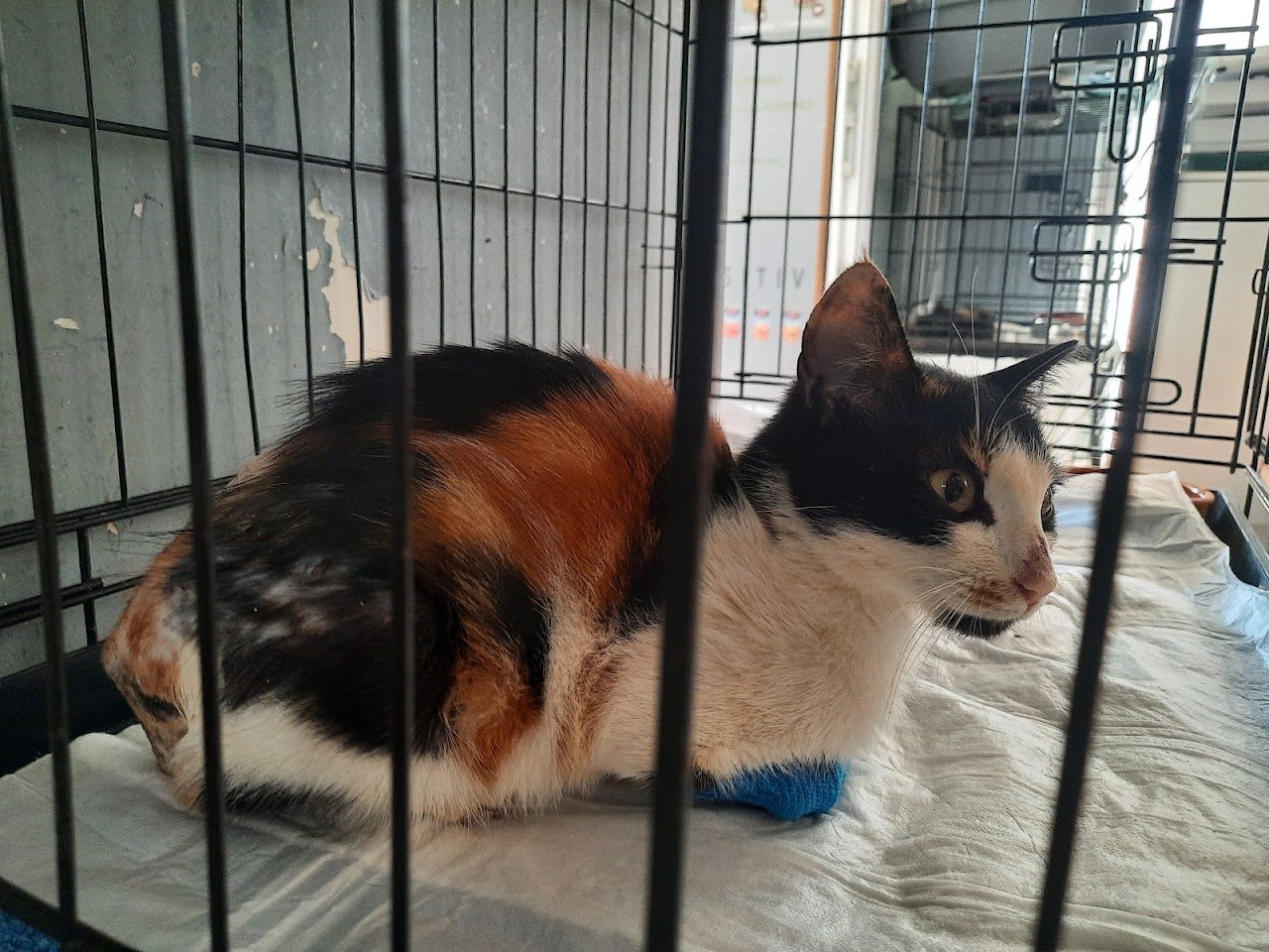 Kalkan Veteriner Kliniği