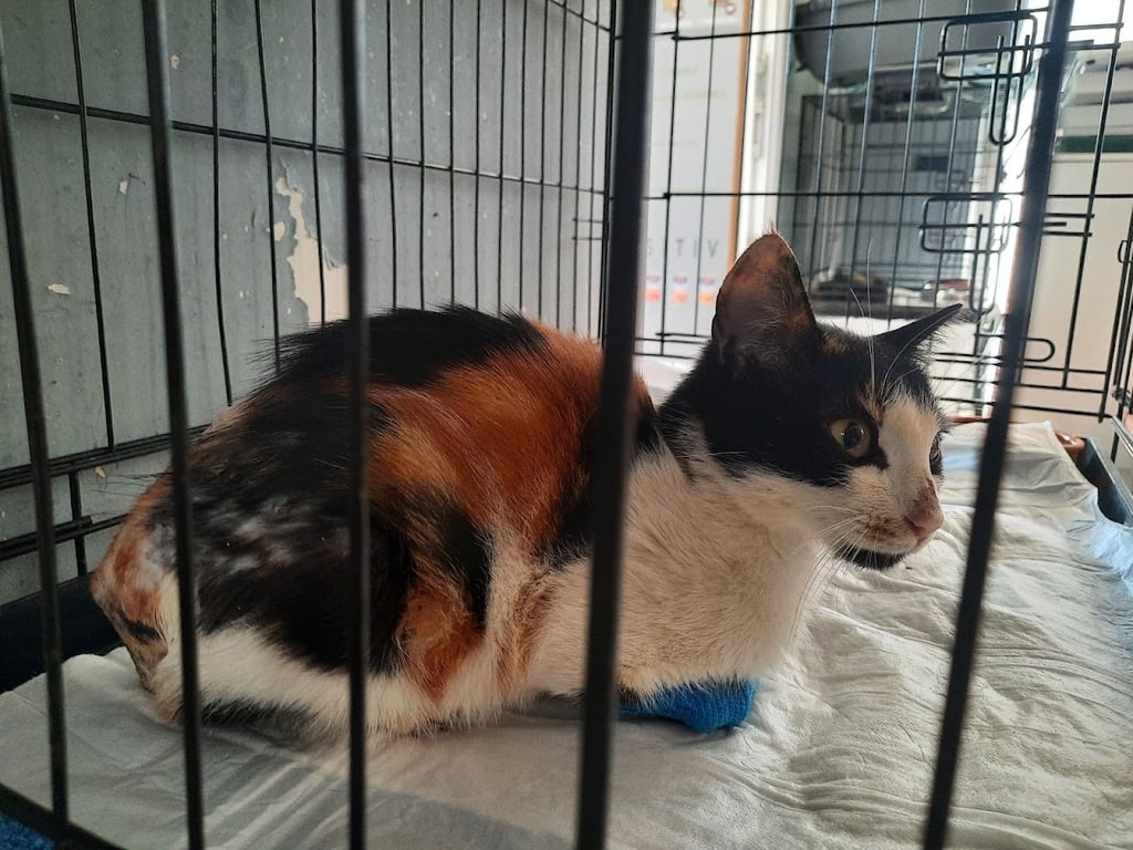 Kalkan Veteriner Kliniği