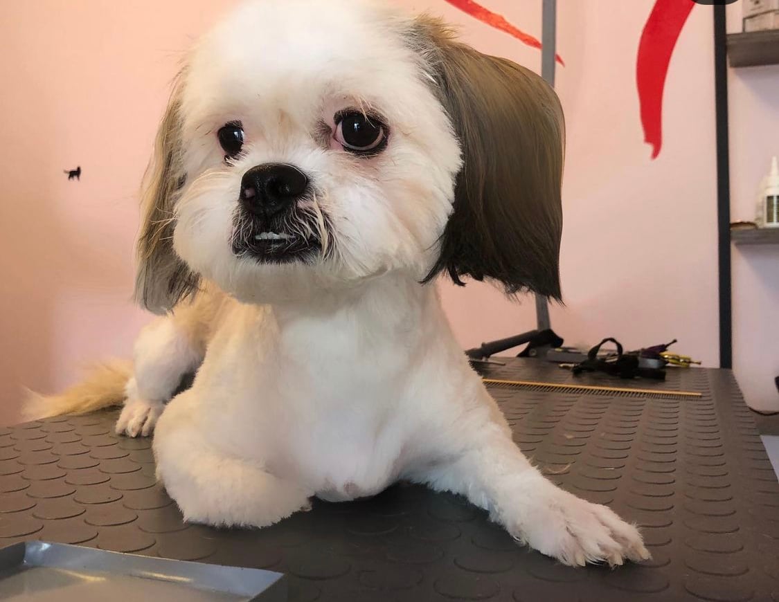 Pet Kuaför Ataşehir