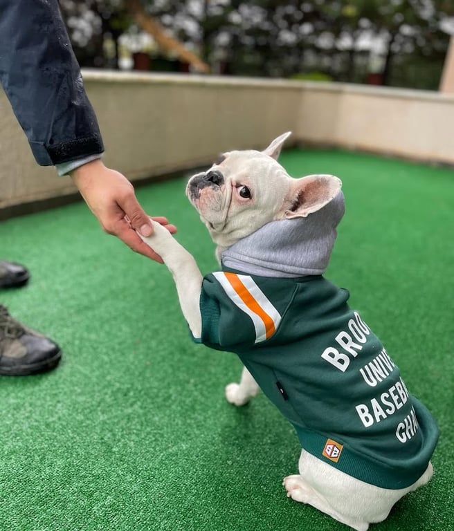 Köpek Eğitim Merkezi İstanbul