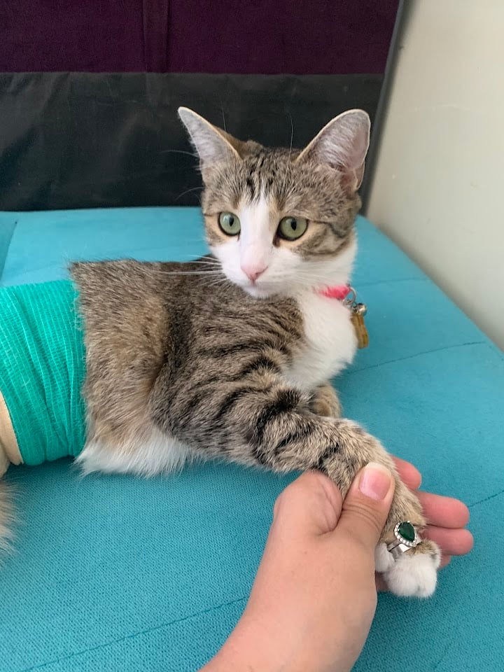 Tatlı Patiler Veteriner Kliniği