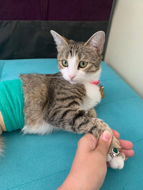 Tatlı Patiler Veteriner Kliniği