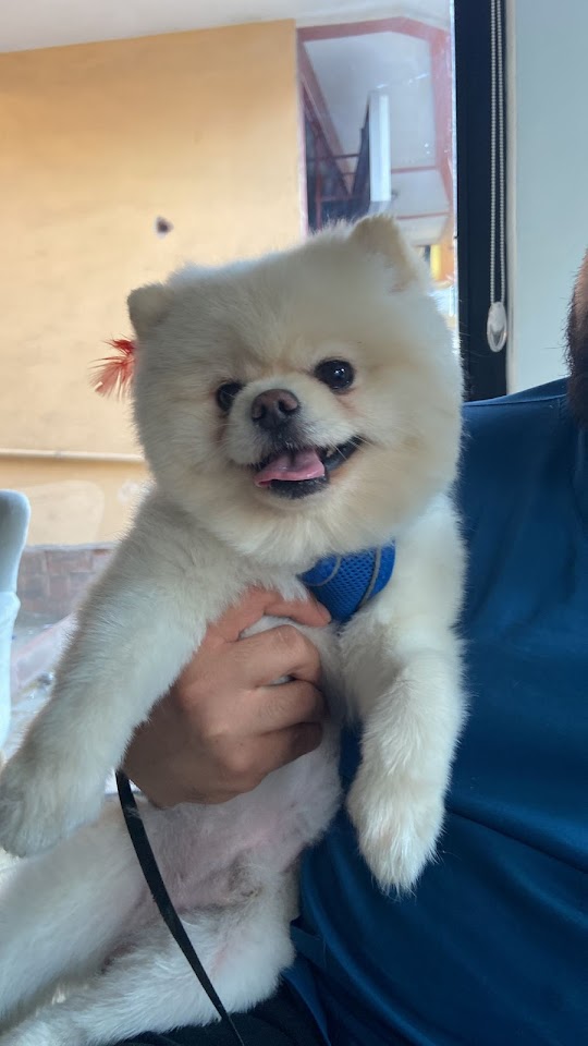 Vitalis Grooming & Pet Shop ( Mamak Pet Kuaför )