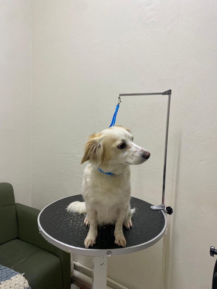 Ar&Me Pet Kuaför & Pet Shop Çırçır- Evlere Servisimiz Vardır