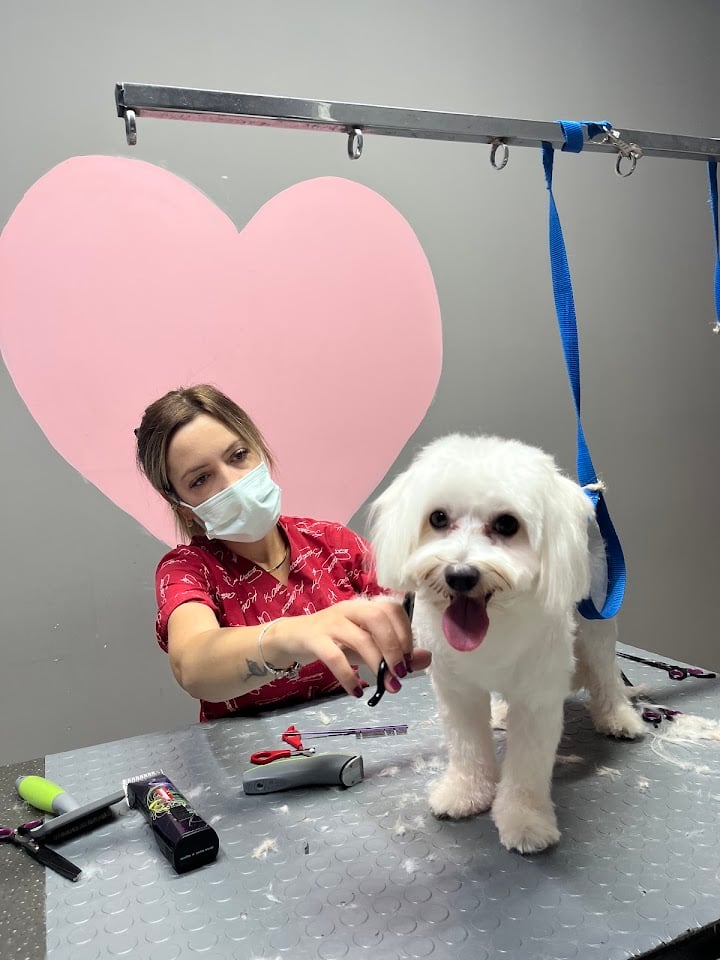 Pet Kuaför - Wow Pet Stylist Bursa