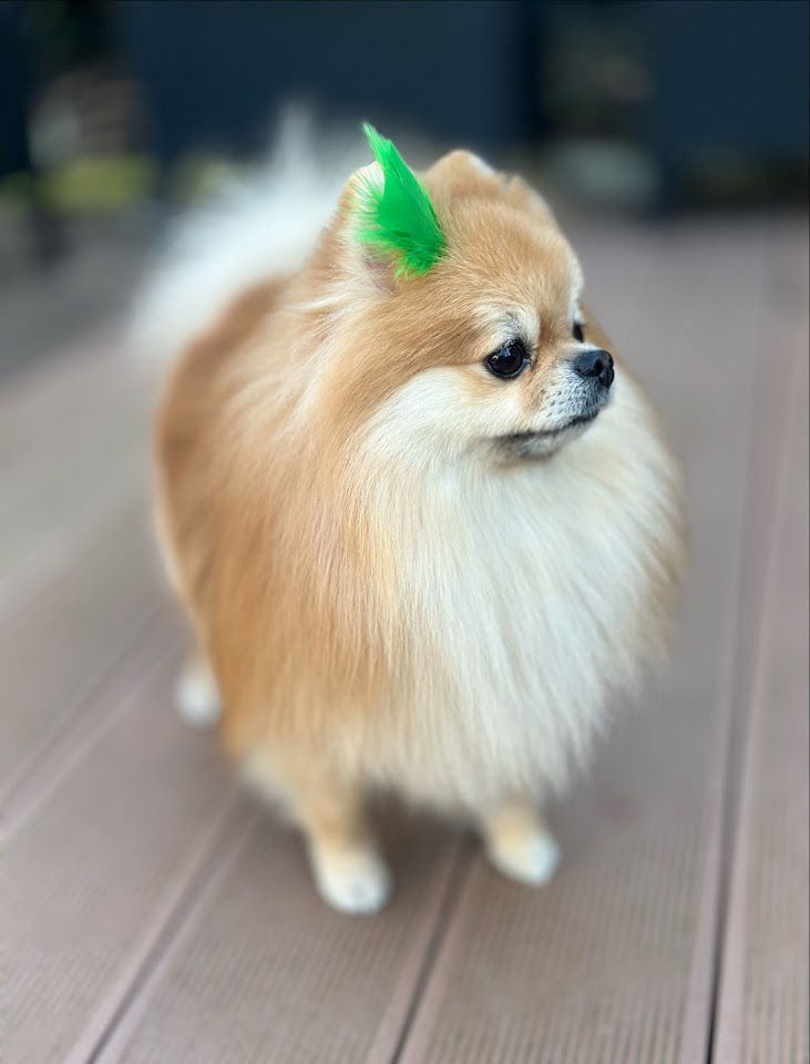 Greenpett Pet Kuaförü
